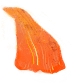 Decorative petal illustration 4